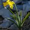 Jonquille (Narcissus pseudo - narcissus  J1)