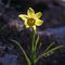 Jonquille (Narcissus pseudo - narcissus J4 )