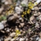 Buplèvre en Faux ( Bupleurum falcatum - J1 )