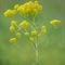 Pastel des Teinturiers (Isatis tinctoria - J2)