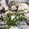Petit Pigamon (Thalictrum minus - J1)