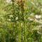 Pédiculaire Chevelue ( défleurie - Pedicularis comosa -J1)