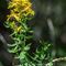 Millepertuis Perforé (Hypericum perforatum - J2)