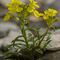 Velar Humble ( Erysium humile - MV - J 4 )