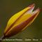 Tulipe Australe ( Tulipa sylvestris subsp. australis - J 6 )