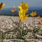 Tulipe Australe ( Tulipa sylvestris subsp. australis - J 7 )