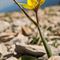 Tulipe Australe ( Tulipa sylvestris subsp. australis - J 2 )