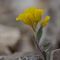  Feuilles en Coin ( Alyssum flexicaule - MV - J2 )