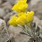  Feuilles en Coin ( Alyssum flexicaule - MV - J5 )