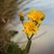 Doronic  à Grandes Fleurs ( Doronicum grandiflorum - MV - J 3 )