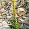 Bouillon Blanc ( Verbascum thapsus - J 1 )