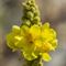 Bouillon Blanc ( Verbascum thapsus - J 2 )