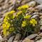 Velar Humble ( Erysium humile - MV - J 3 )