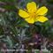 Potentille Printanière ( Potentilla neumaniana - J 3 )