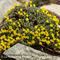 Androsace de Vitaliana ( Vitaliana primuliflora - J 5 )