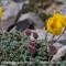 Pavot du Groenland (Papaver Aurantiacum - J 5 )