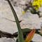 Tulipe Australe ( Tulipa sylvestris subsp. australis - J 5 )