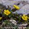 Potentille Printanière ( Potentilla neumaniana - J 2 )