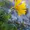 Doronic  à Grandes Fleurs ( Doronicum grandiflorum - MV - J 4 )