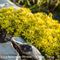 Orpin Acre ( Sedum acre - J2 )