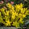 Orpin Acre ( Sedum acre - J3 )