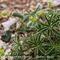 Alchemille des Alpes (Alchemilla alpina - MV - J 1 )