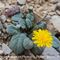 Crépis Pygmée ( Crepis pygmaea - MV - J2 )