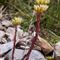 Orpin Blanc - Jaunatre ( Sedum  anopetalum - J 3 )