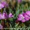 Oeillet à Tiges Courtes ( Dianthus sub acaulis - MV - R 2 )