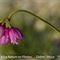 Ail à Fleurs de Narcisse ( Allium narcissiflorum - MV - R 4 )