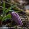 Fritillaire du Dauphiné ( Fritillaria tubiformis - R 1 )