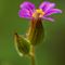 Géranium Herbe à Robert ( Geranium robertianum - R 3 )