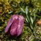 Fritillaire du Dauphiné ( Fritillaria tubiformis - R 4 )