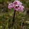 Valériane Tubéreuse ( Valeriana tuberosa - R 2 )