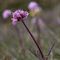 Valériane Tubéreuse ( Valeriana tuberosa - R 3 )