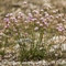 Armérie faux-buplèvre ( Armeria bupleuroides - R2 )