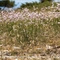 Armérie faux-buplèvre ( Armeria bupleuroides - R3 )