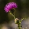 Chardon Décapité ( Carduus defloratus - MV - R 4 )