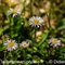 Vergerette glabre ( Erigeron glabratus - R4)