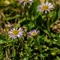 Vergerette glabre ( Erigeron glabratus - R5)