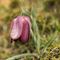 Fritillaire du Dauphiné ( Fritillaria tubiformis - R 6 )