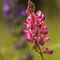 Sainfoin (Onobrychis viciifolia - R2)