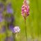 Sainfoin (Onobrychis viciifolia - R3)