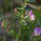 Bugrane Epineuse (Ononis spinosa - R2)
