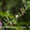 Bugrane Epineuse (Ononis spinosa - R1)