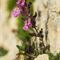 Germandrée Petit Chêne ( Teucrium chamaedrys - R 6)