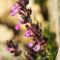 Germandrée Petit Chêne ( Teucrium chamaedrys - R 4)