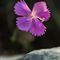 Oeillet ( dianthus caryophyllus subsp. longicaulis - R1)