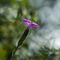 Oeillet ( dianthus caryophyllus subsp. longicaulis - R2)
