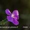 Oeillet ( dianthus caryophyllus subsp. longicaulis - R3)